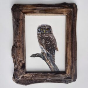 Framed pygmy owl illustration