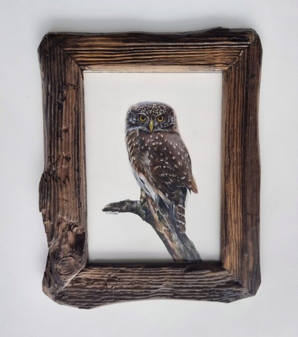 Framed pygmy owl illustration