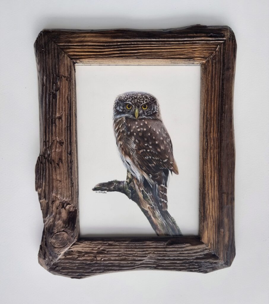Framed pygmy owl illustration