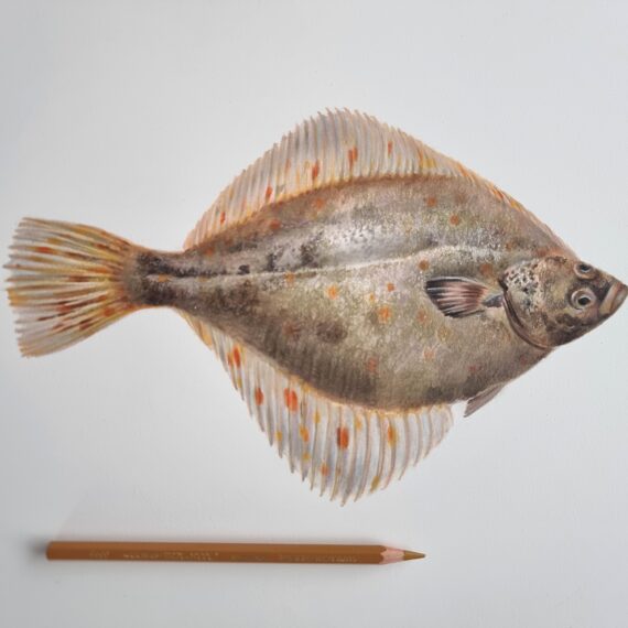 Baltic flounder illustration and a pencil