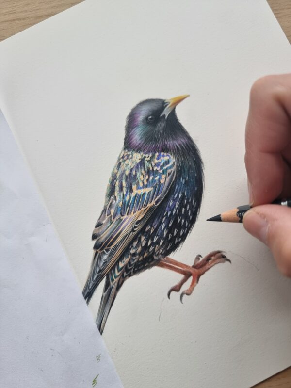 Common starling, framed illustration - Image 2