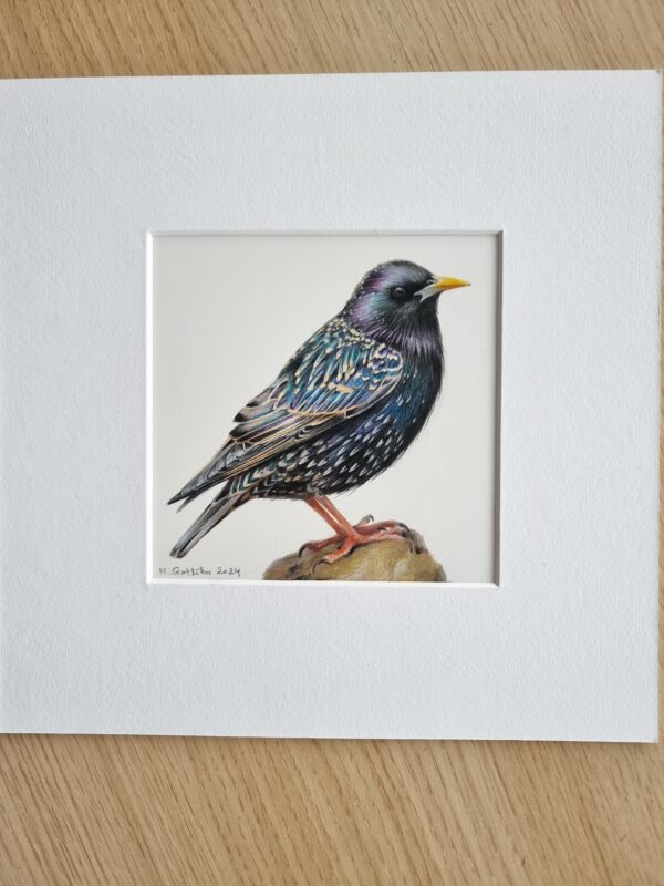 Common starling, framed illustration - Image 3