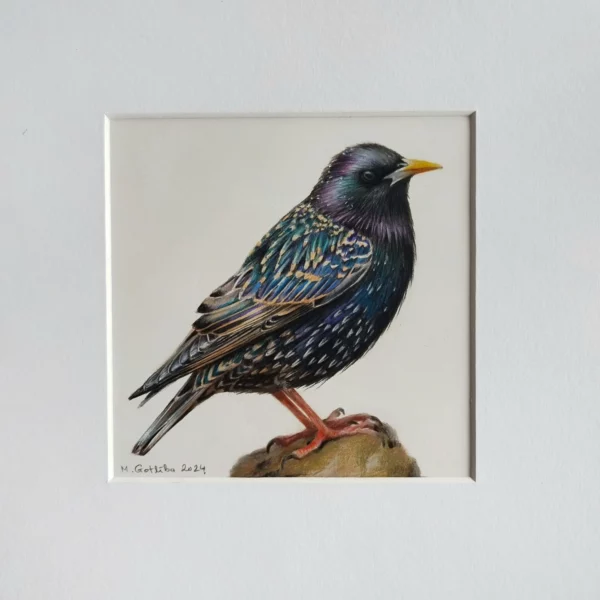 Common starling, framed illustration - Image 4