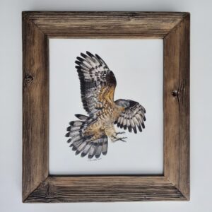 Detailed illustration of a powerful honey-buzzard in flight by Marta Gotlība.