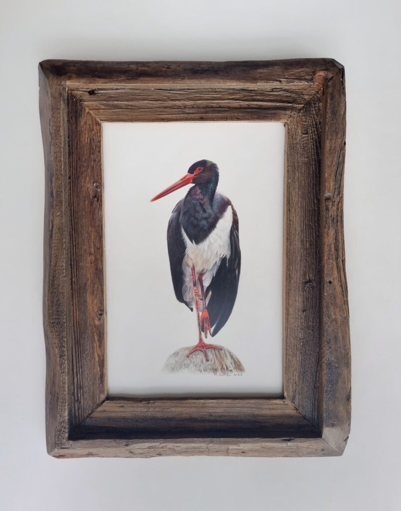 Detailed illustration of a magnificent black stork by Marta Gotlība.