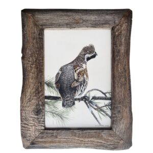 Hazel grouse illustration