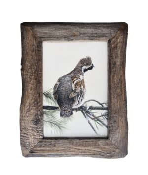 Hazel grouse illustration