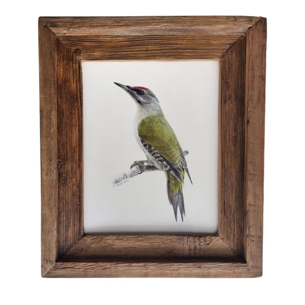 Grey-headed woodpecker