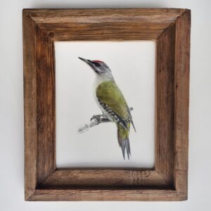 Framed grey headed woodpecker illustration