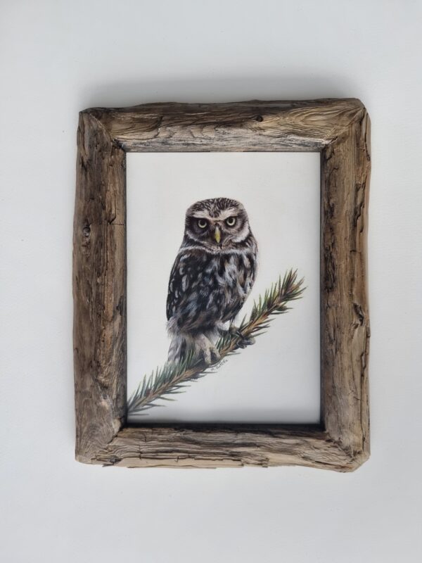 framed enchanting little owl illustration by Marta Gotliba