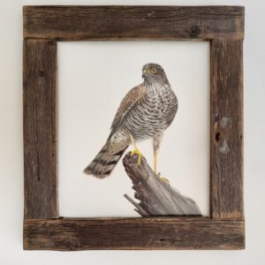 Detailed illustration of a wonderful honey-buzzard by Marta Gotlība.