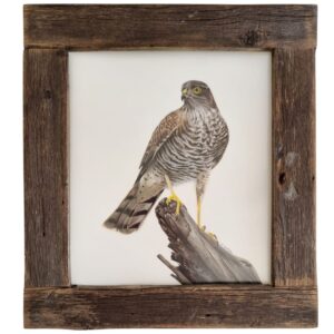 Detailed illustration of a Eurasian sparrowhawk by Marta Gotlība.