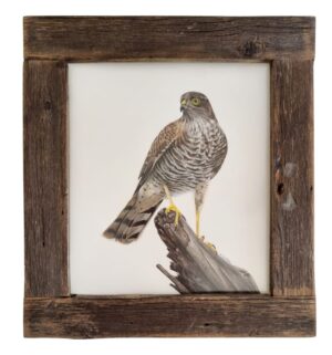 Detailed illustration of a Eurasian sparrowhawk by Marta Gotlība.