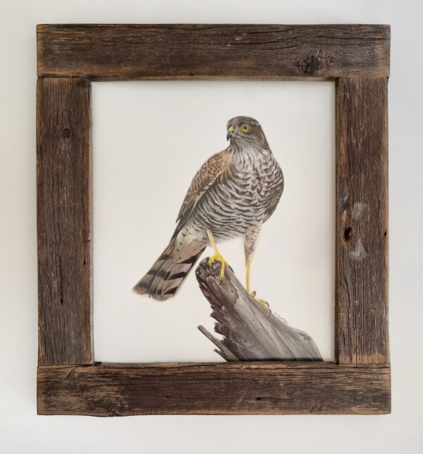 Detailed illustration of a wonderful honey-buzzard by Marta Gotlība.