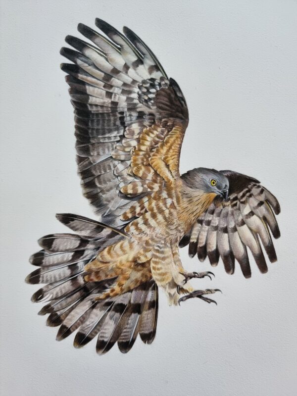 Detailed illustration of a powerful honey-buzzard in flight by Marta Gotlība.