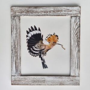 Framed hoopoe illustration with a worm in a beak