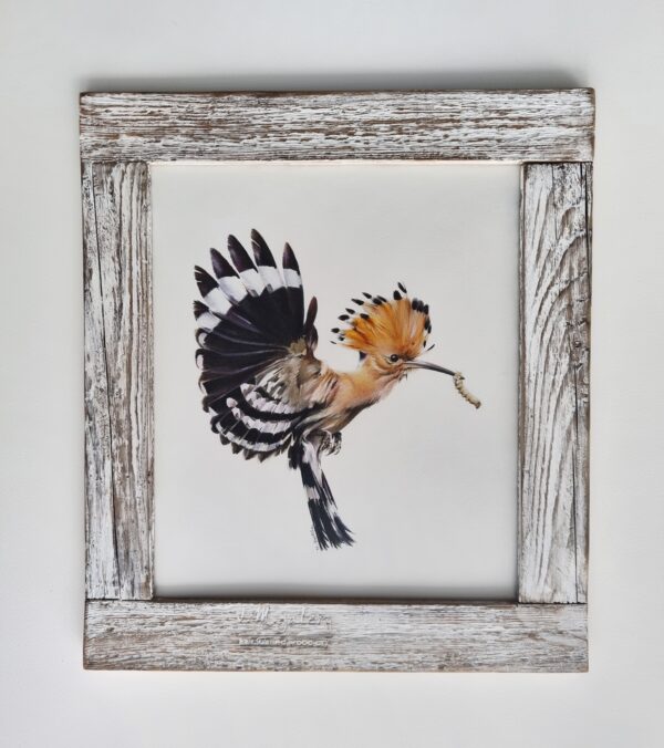 Framed hoopoe illustration with a worm in a beak