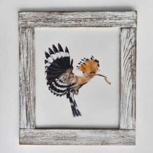 Framed hoopoe illustration with a worm in a beak