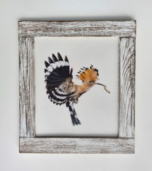 Framed hoopoe illustration with a worm in a beak