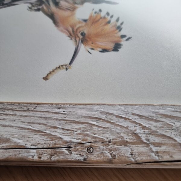 hoopoe frame close-up