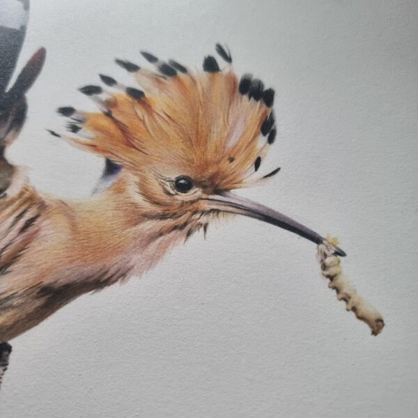 Hoopoe illustration close-up, head