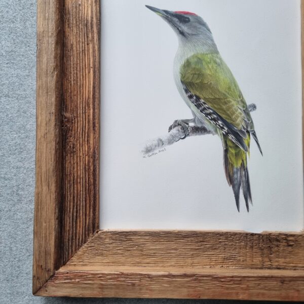 Close-up of the frame and the grey headed woodpecker illustration