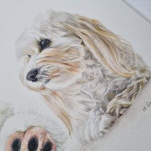 Maltese dog with a plush bear drawing