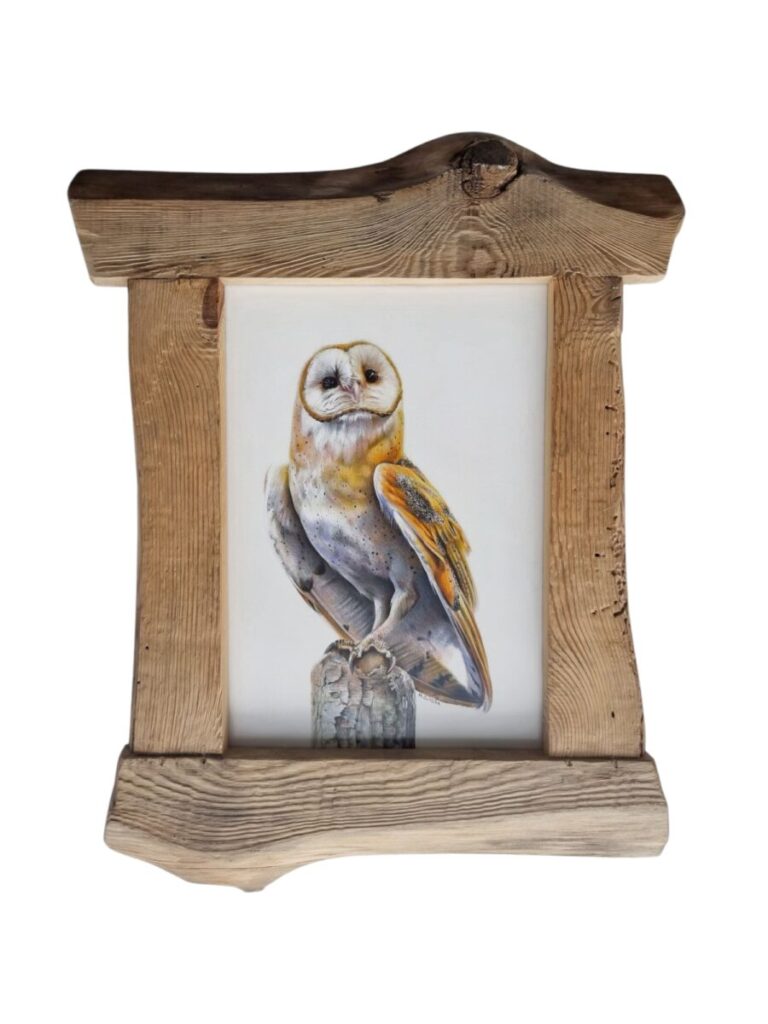 Detailed illustration of a barn owl by Marta Gotlība.