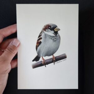 Illustration of a male house sparrow by Marta Gotlība.