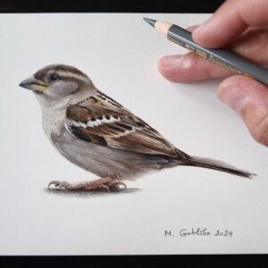 Illustration of a cute female house sparrow by Marta Gotlība.