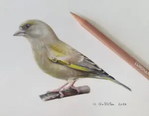 Illustration of a female greenfinch by Marta Gotlība.