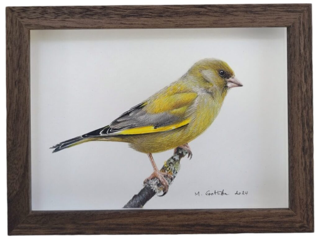 Greenfinch illustration by Marta Gotlība.
