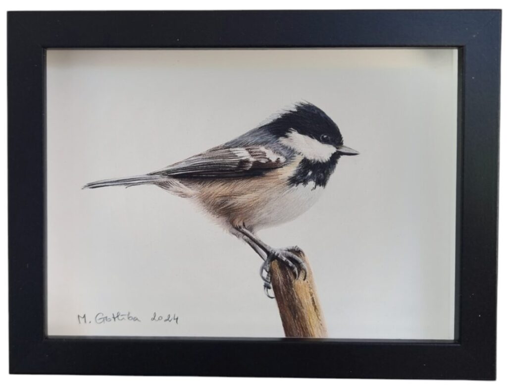 Illustration of an elegant coal tit by Marta Gotlība.