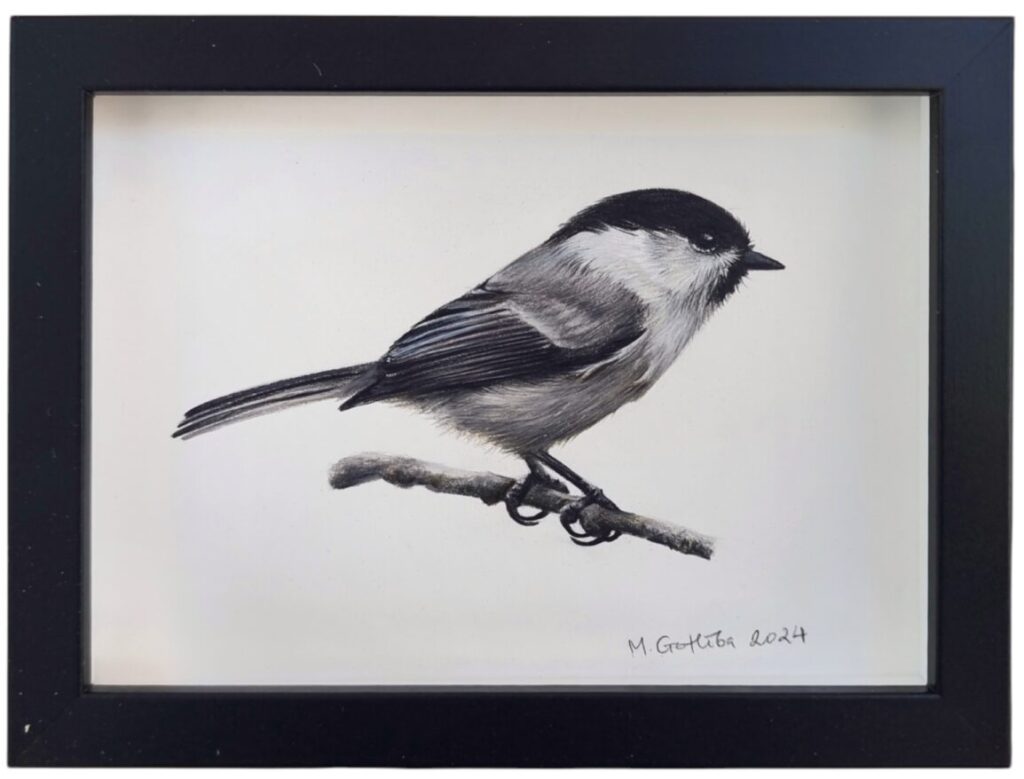 Illustration of a willow tit by Marta Gotlība.