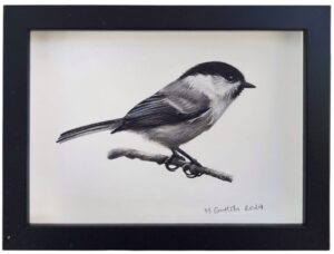 Illustration of a willow tit by Marta Gotlība.