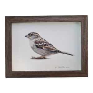 Illustration of a cute female house sparrow by Marta Gotlība.