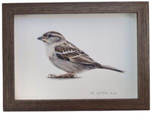 Illustration of a cute female house sparrow by Marta Gotlība.