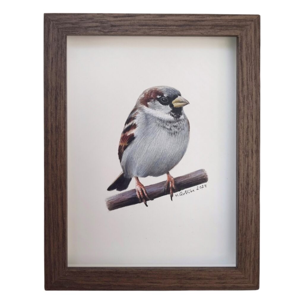 Illustration of a male house sparrow by Marta Gotlība.