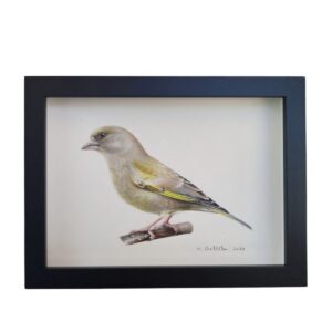 Illustration of a female greenfinch by Marta Gotlība.