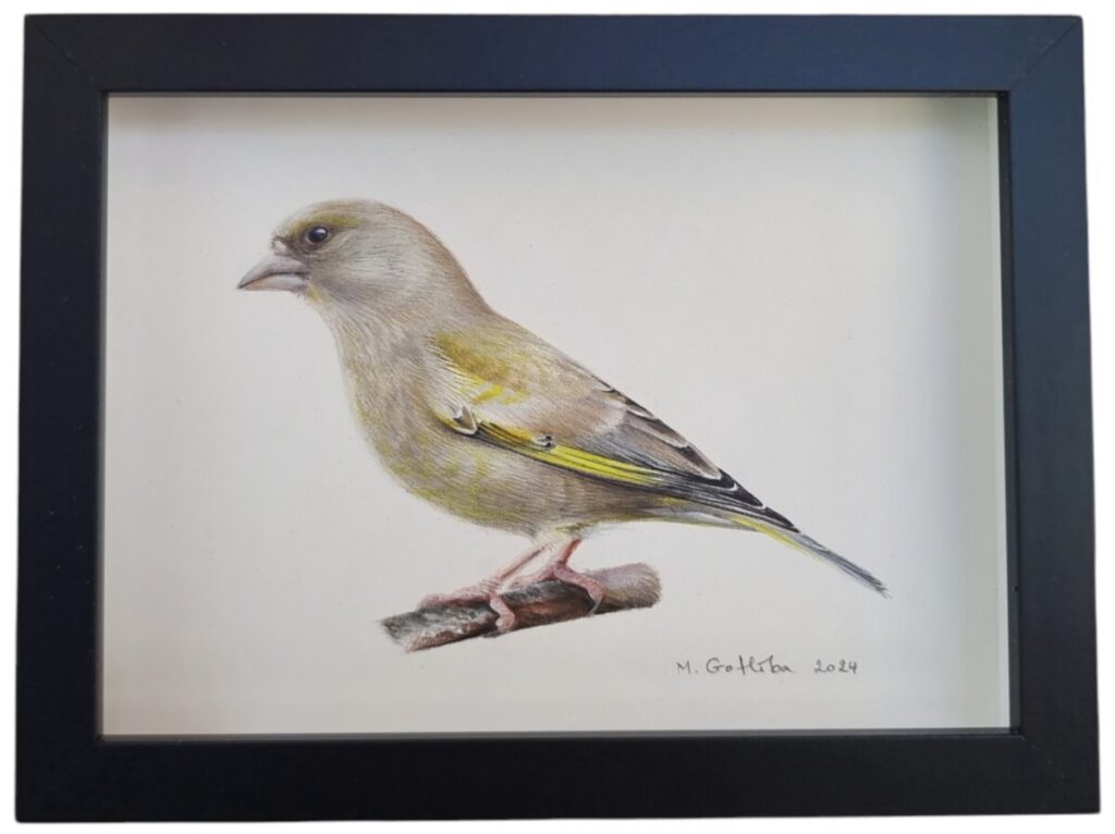 Illustration of a female greenfinch by Marta Gotlība.