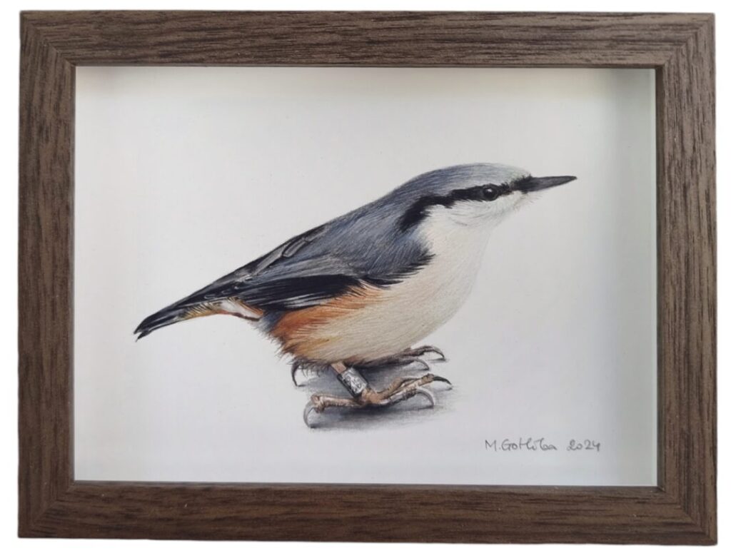 Illustration of a nuthatch by Marta Gotlība.