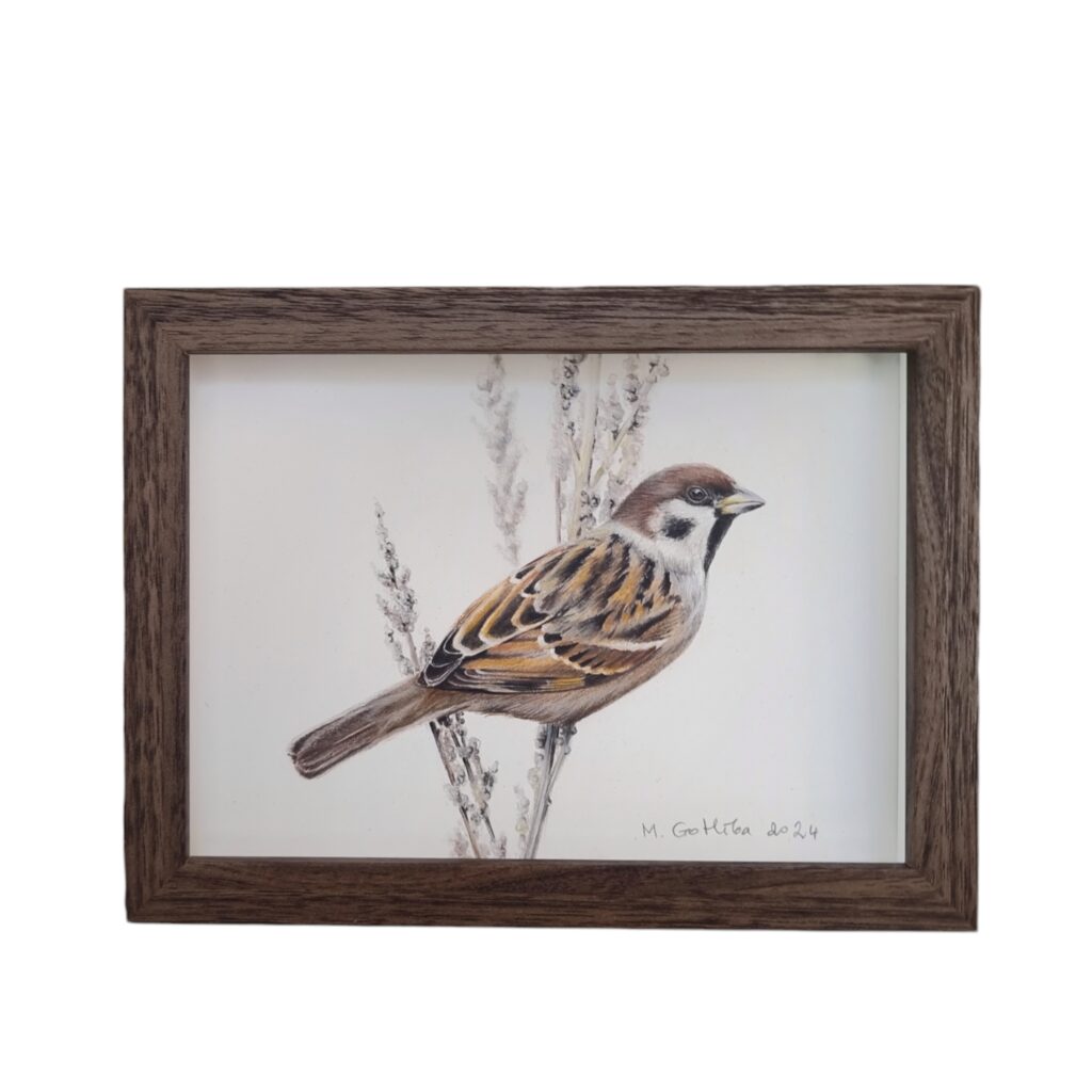 Illustration of a cute tree sparrow by Marta Gotlība.