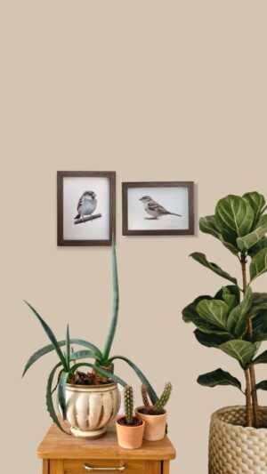 House sparrow illustrations in an interior