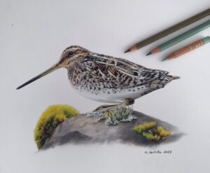 Common snipe portrait