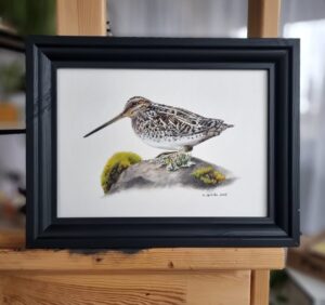 Common snipe portrait