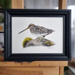 Common snipe portrait