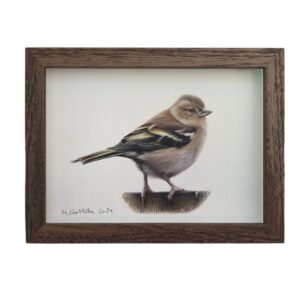 Illustration of a Chaffinch