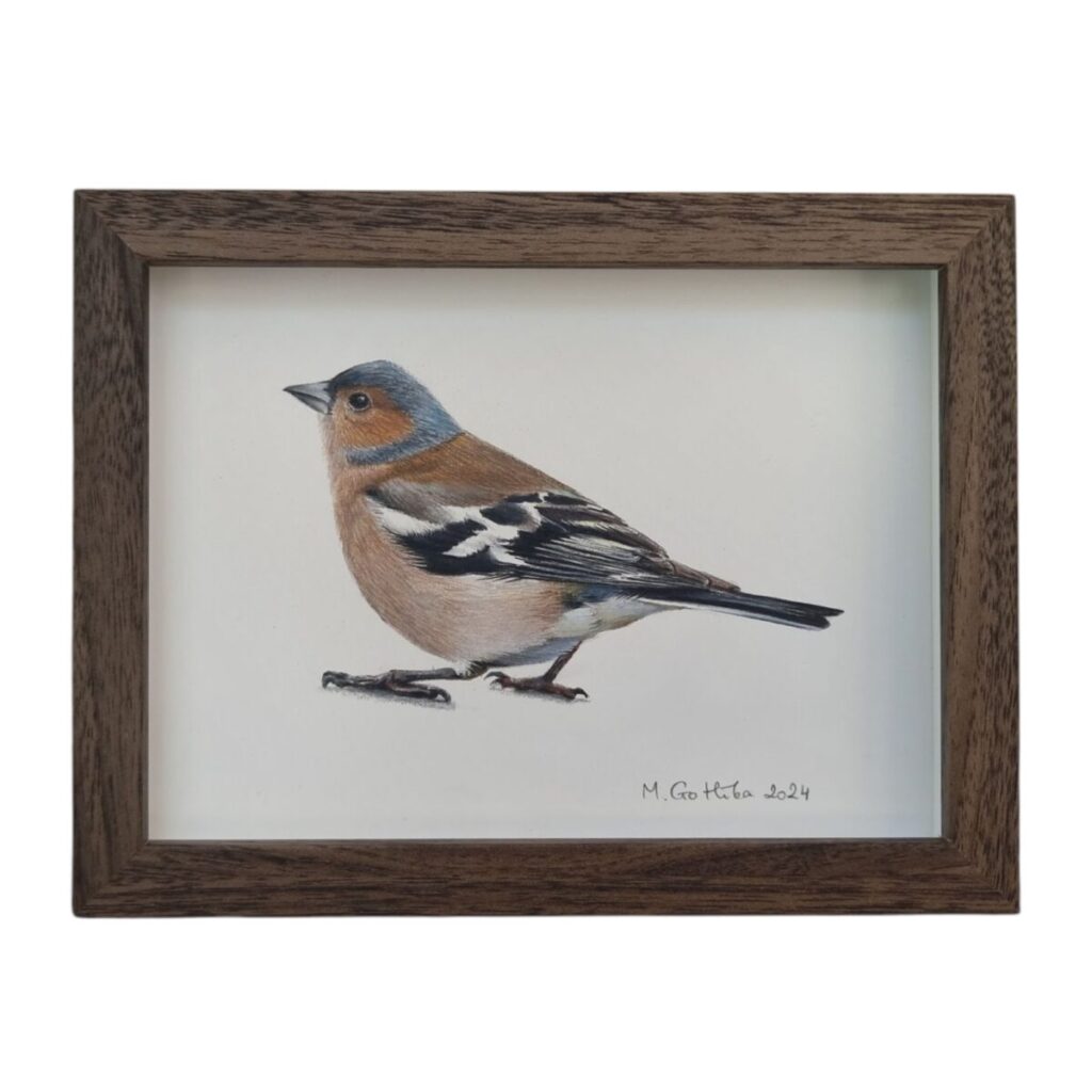 Illustration of a Chaffinch