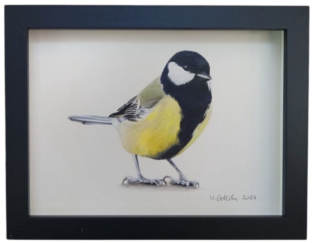 great tit illustration