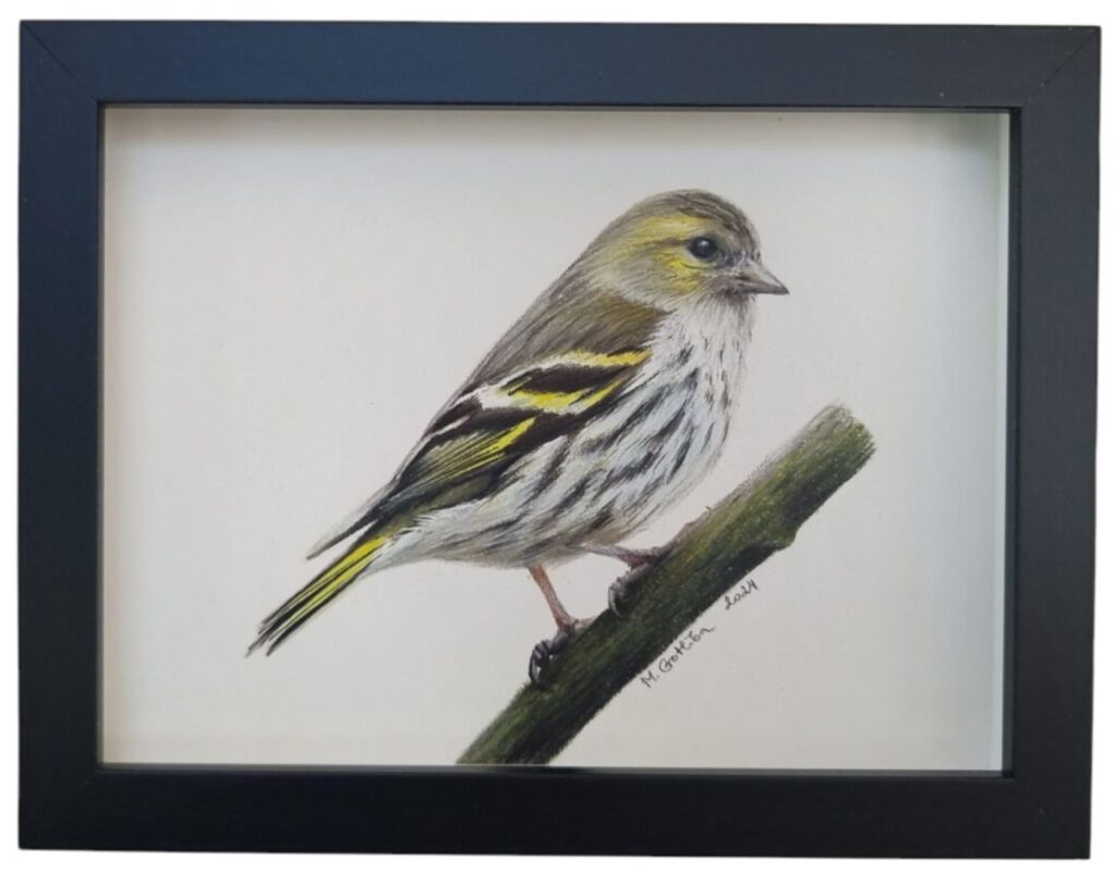 Illustration of a Siskin
